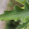 acer-griseum-leaf2