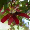acer-palmatum-atropurpureum-fruit1 acer-palmatum-atropurpureum-fruit1