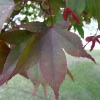 acer-palmatum-atropurpureum-leaf1 acer-palmatum-atropurpureum-leaf1