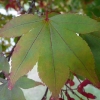 acer-palmatum-atropurpureum-leaf2 acer-palmatum-atropurpureum-leaf2