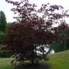 acer-palmatum-atropurpureum-plant1 acer-palmatum-atropurpureum-plant1