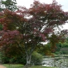acer-palmatum-atropurpureum-plant2 acer-palmatum-atropurpureum-plant2