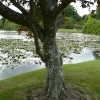 acer-palmatum-atropurpureum-stem1 acer-palmatum-atropurpureum-stem1