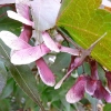 acer-palmatum-bloodgood-fruit1 acer-palmatum-bloodgood-fruit1
