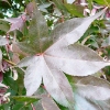 acer-palmatum-bloodgood-leaf1 acer-palmatum-bloodgood-leaf1