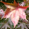 acer-palmatum-bloodgood-leaf2