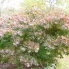 acer-palmatum-bloodgood-plant1 acer-palmatum-bloodgood-plant1