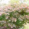 acer-palmatum-bloodgood-plant1