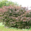 acer-palmatum-bloodgood-plant2 acer-palmatum-bloodgood-plant2