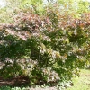 acer-palmatum-bloodgood-plant3 acer-palmatum-bloodgood-plant3