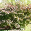 acer-palmatum-bloodgood-plant3