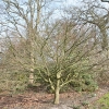 acer-palmatum-bloodgood-plant4 acer-palmatum-bloodgood-plant4