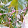 acer-palmatum-bloodgood-stem1 acer-palmatum-bloodgood-stem1