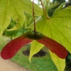 acer-palmatum-osakazuki-fruit1 acer-palmatum-osakazuki-fruit1