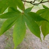 acer-palmatum-osakazuki-leaf1 acer-palmatum-osakazuki-leaf1