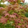 acer-palmatum-osakazuki-leaf2 acer-palmatum-osakazuki-leaf2