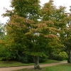 acer-palmatum-osakazuki-plant1 acer-palmatum-osakazuki-plant1
