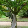 acer-palmatum-osakazuki-stem1 acer-palmatum-osakazuki-stem1