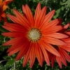 arctotis-x-hybrida-flame-flower2