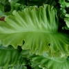 asplenium-scolopendrium-leaf1