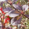 berberis-thunbergii-f-atropurpurea-leaf1