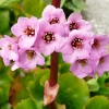 bergenia-cordifolia-flower1