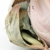 garlic-mould-close-up