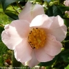 camellia-japonica-spencers-pink-single-flower