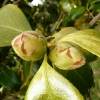 camellia-japonica-augusto-leal-de-gouveia-pinto-bud1 camellia-japonica-augusto-leal-de-gouveia-pinto-bud1
