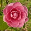 camellia-japonica-augusto-leal-de-gouveia-pinto-flower1 camellia-japonica-augusto-leal-de-gouveia-pinto-flower1