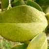 camellia-japonica-augusto-leal-de-gouveia-pinto-leaf1 camellia-japonica-augusto-leal-de-gouveia-pinto-leaf1