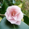 camellia-japonica-fleur-dipater-flower3