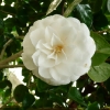 camellia-japonica-jovey-carlyon-flower1