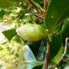 camellia-japonica-jupiter-bud1 camellia-japonica-jupiter-bud1