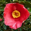 camellia-japonica-jupiter-flower1 camellia-japonica-jupiter-flower1