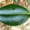 camellia-japonica-jupiter-leaf1 camellia-japonica-jupiter-leaf1