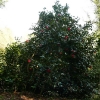camellia-japonica-jupiter-plant1 camellia-japonica-jupiter-plant1