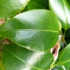 camellia-japonica-laurie-bray-leaf1
