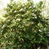 camellia-japonica-laurie-bray-plant1