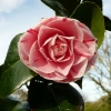 camellia-japonica-maculata-superba-flower1