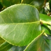 camellia-japonica-maculata-superba-leaf1