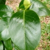 camellia-japonica-marguerite-gouillon-rose-leaf1