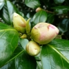 camellia-japonica-marianna-gaeta-bud1