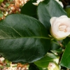camellia-japonica-mrs-william-thompson-bud2