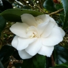 camellia-japonica-mrs-william-thompson-flower2