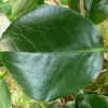 camellia-japonica-mrs-william-thompson-leaf1