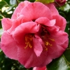 camellia-japonica-odoratissima-flower2