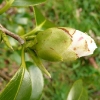 camellia-japonica-paul-jones-supreme-bud1
