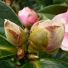 camellia-japonica-pink-bouquet-bud1 camellia-japonica-pink-bouquet-bud1