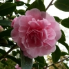 camellia-japonica-pink-bouquet-flower1 camellia-japonica-pink-bouquet-flower1